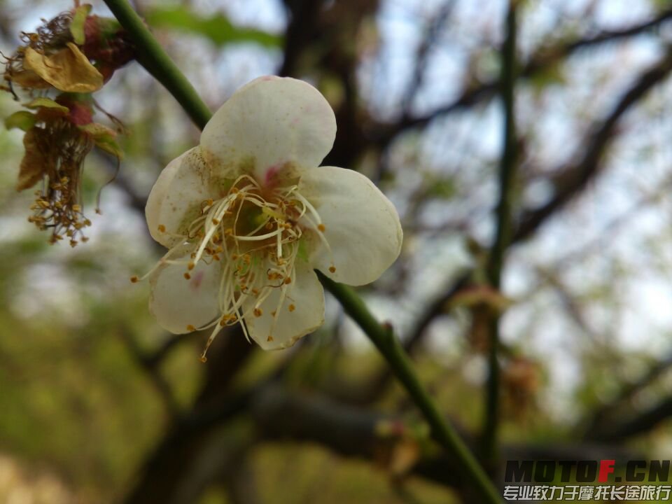 香雪公园之后麦当劳 (18).jpg