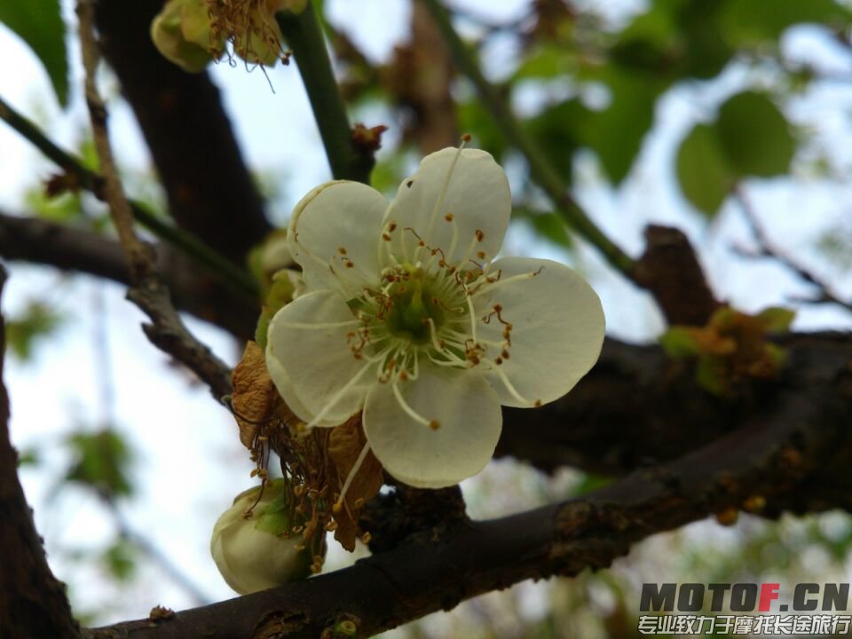 香雪公园之后麦当劳 (37).jpg