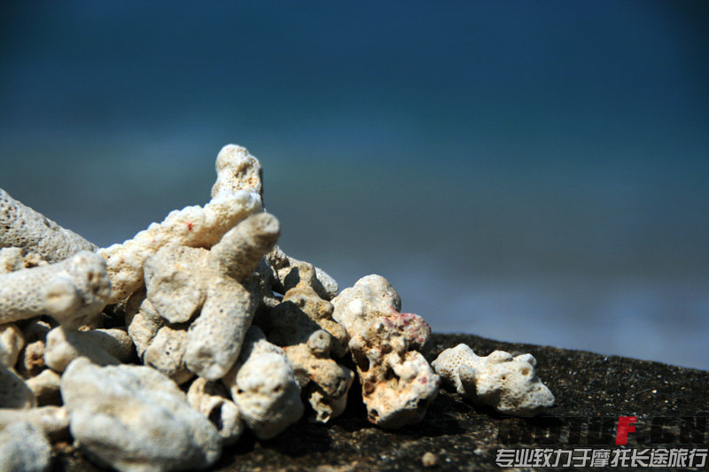沙滩上的珊瑚