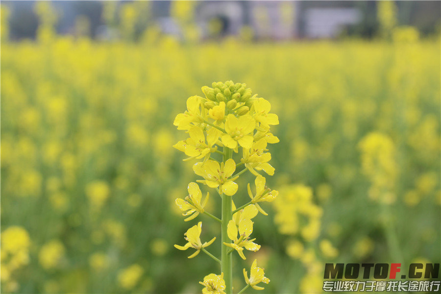 IMG_2599 - 副本.jpg