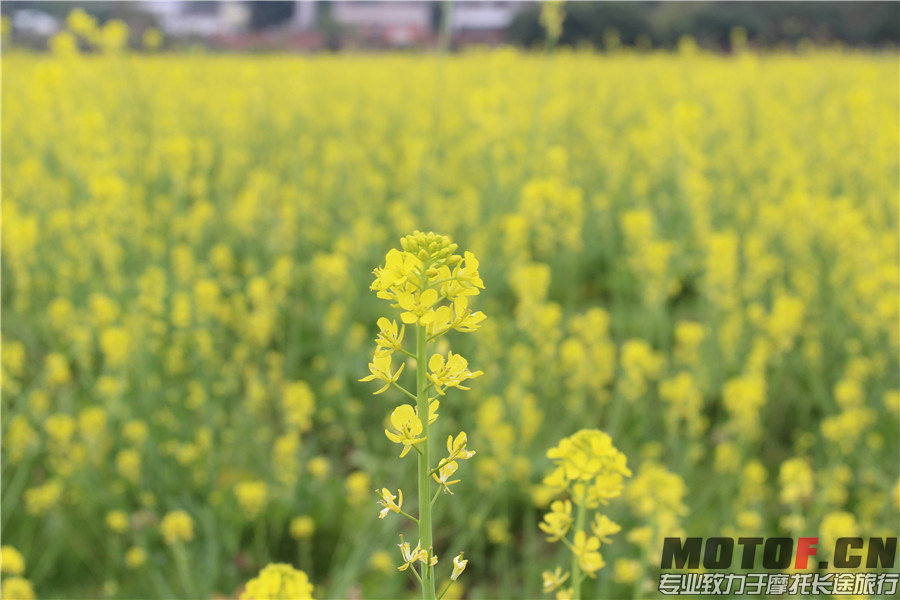 IMG_2598 - 副本.jpg