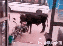 237717275481528505_260x190_210.gif