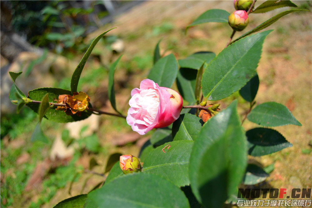 DSC_0272.jpg