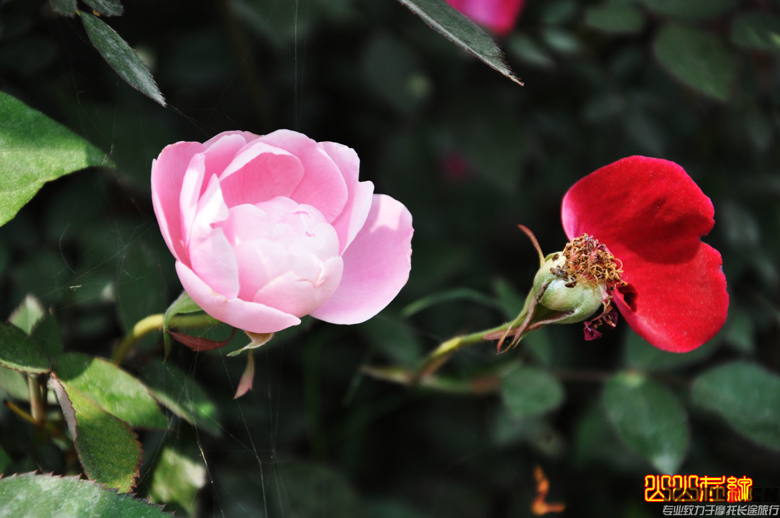 好一朵苿莉花