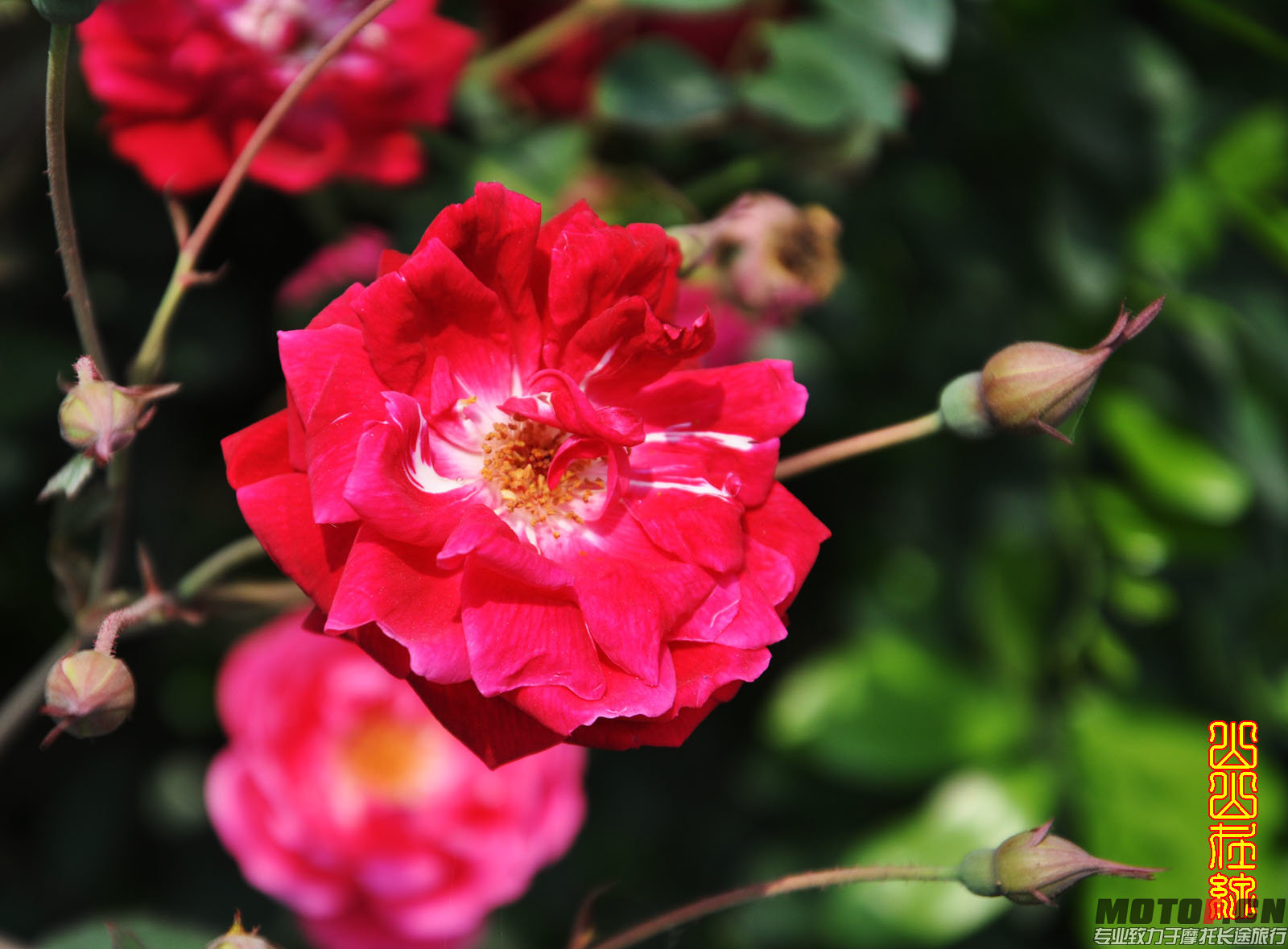 好一朵苿莉花