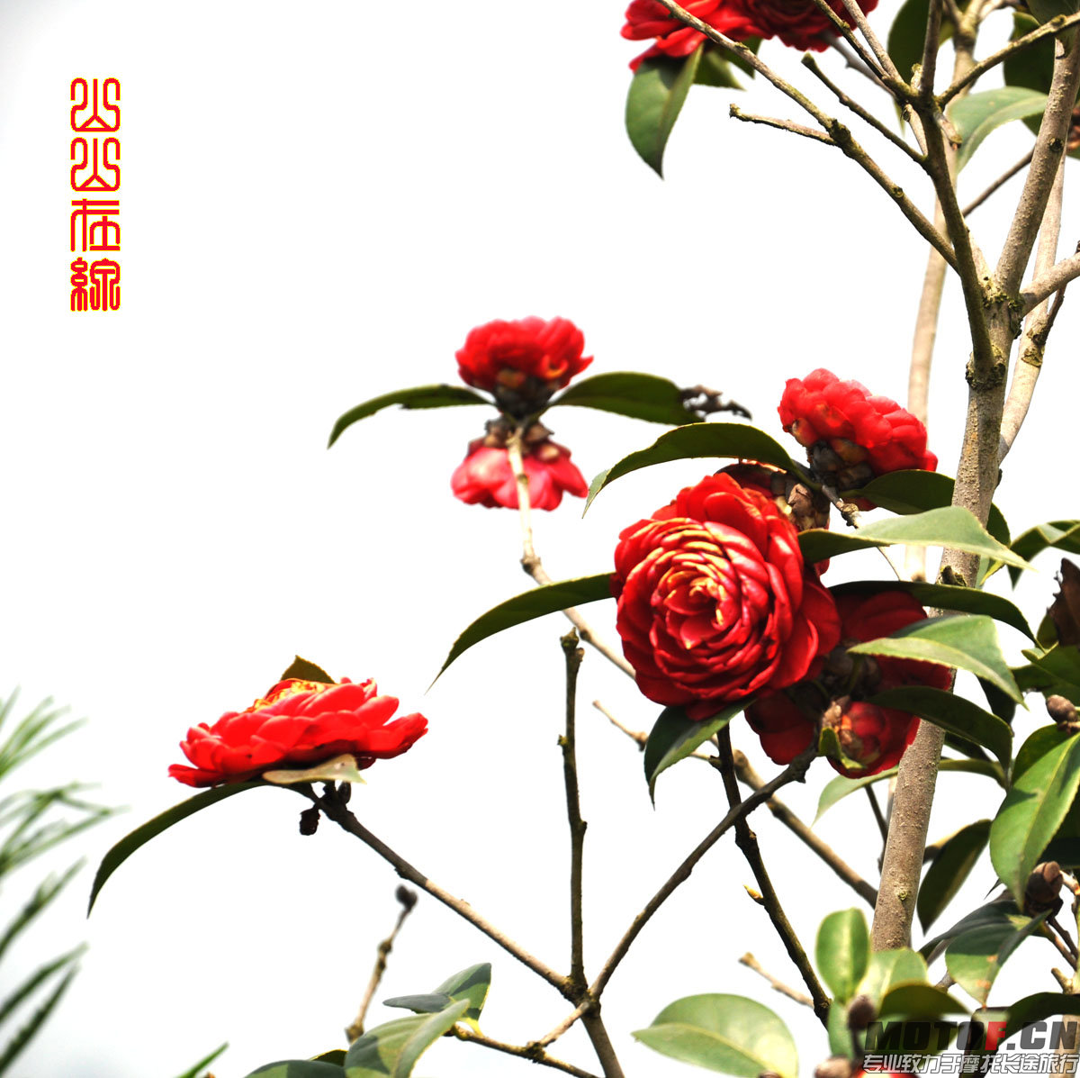 茶花