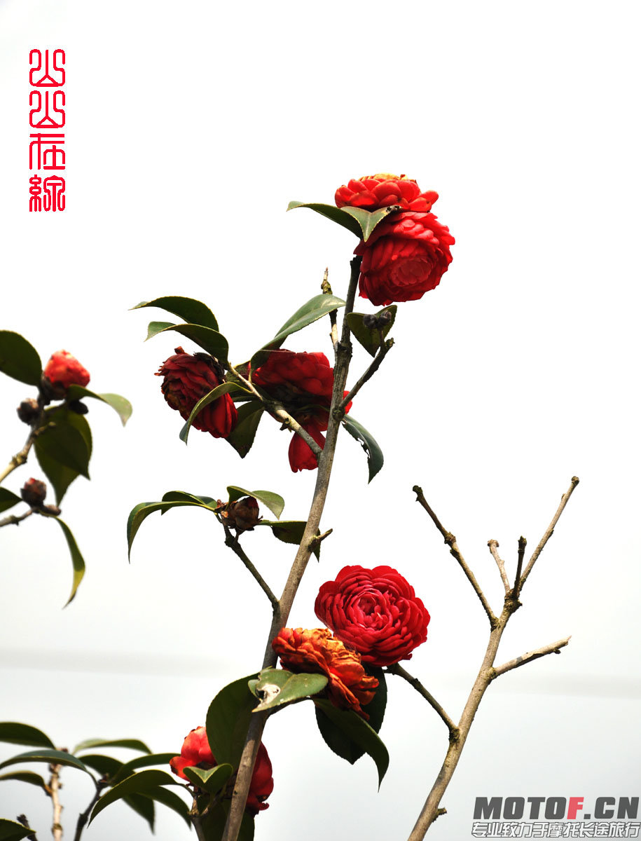 茶花