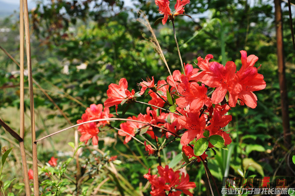 山花