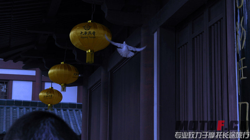 飞翔中的白鸽