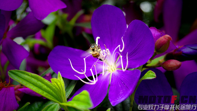 蜜蜂