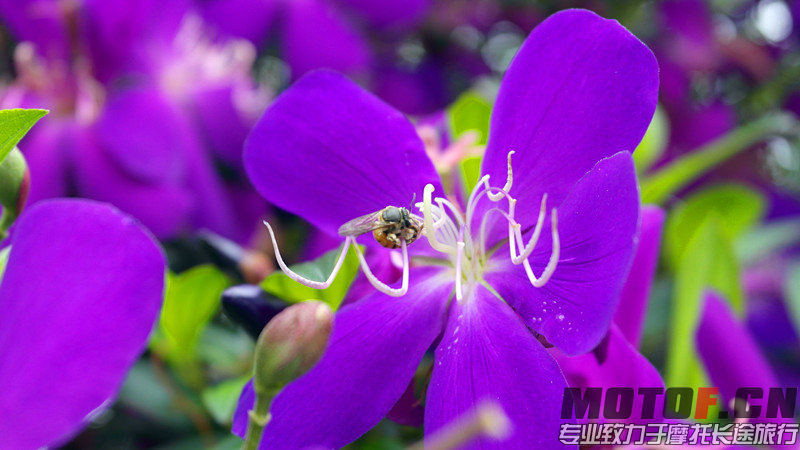 蜜蜂