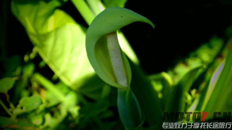 SAM_0502_副本.jpg