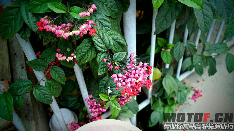 SAM_0520_副本.jpg