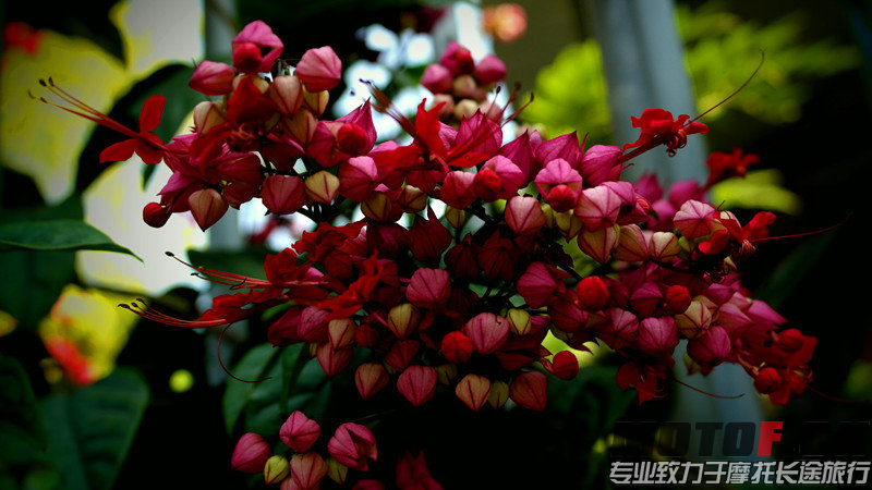 SAM_0522_副本.jpg