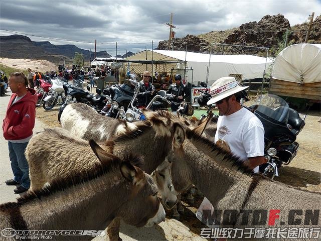 Laughlin-2014-Oatman-Burros[1].jpg