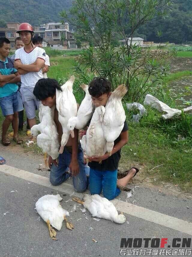 看你还偷鸭