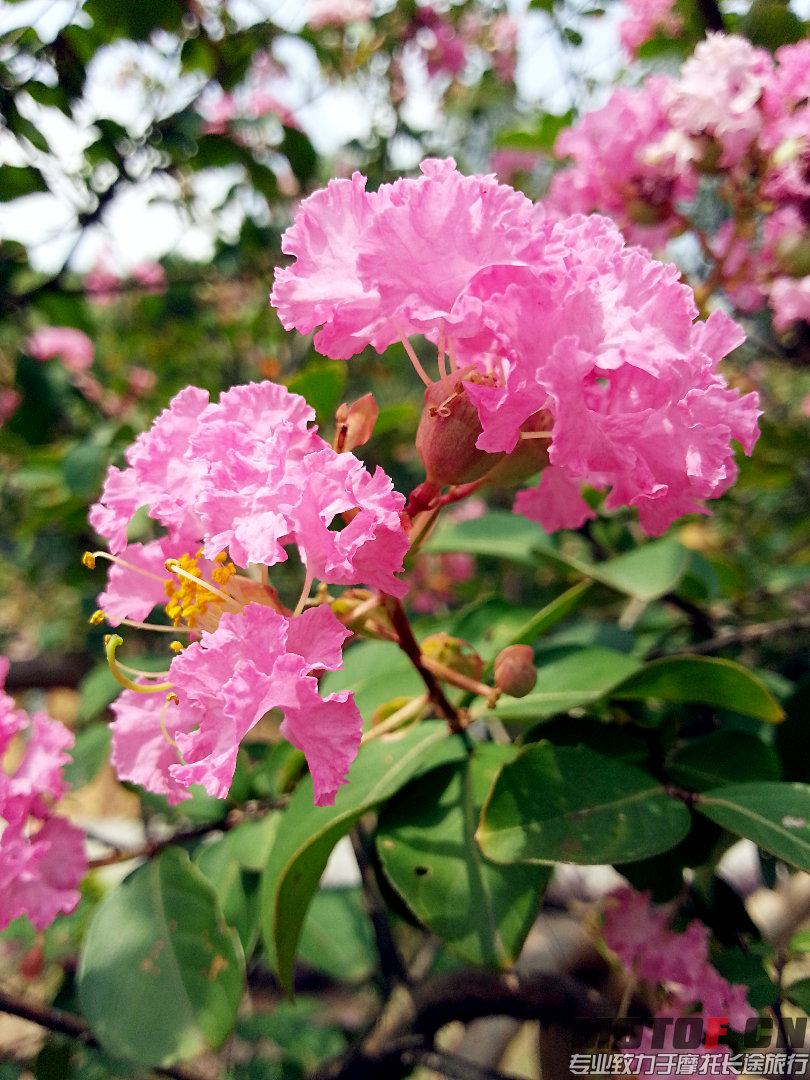 花花绿绿