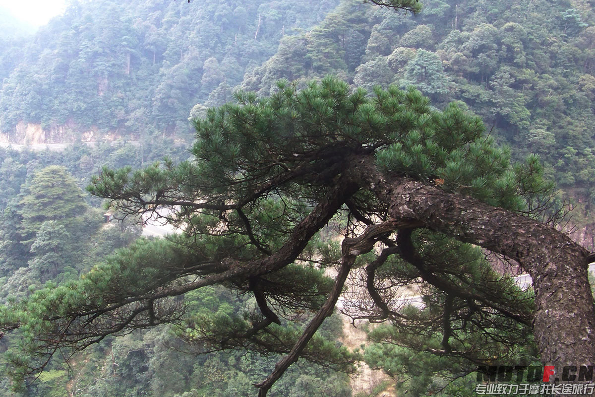 半山迎客松，不是蓝松。