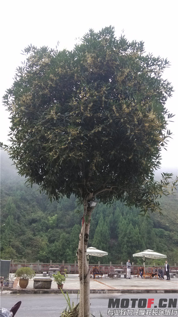 花朵密密麻麻