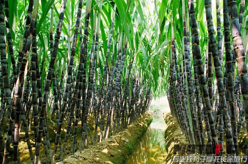甘蔗是石坝重要作物之一