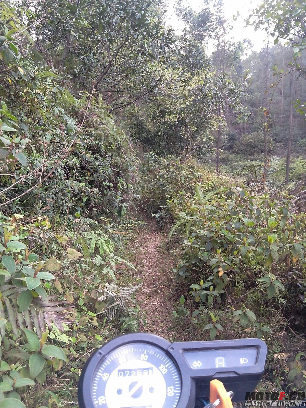 小道3.jpeg