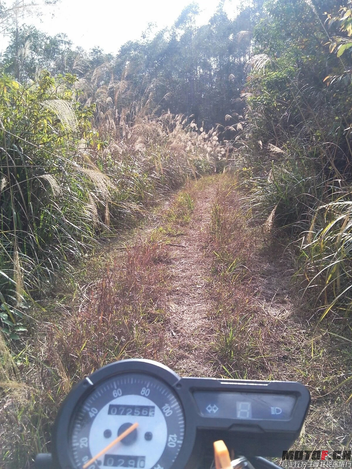 小道6.jpeg