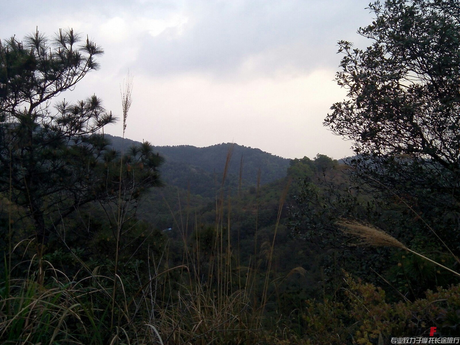 茶山风景.jpeg