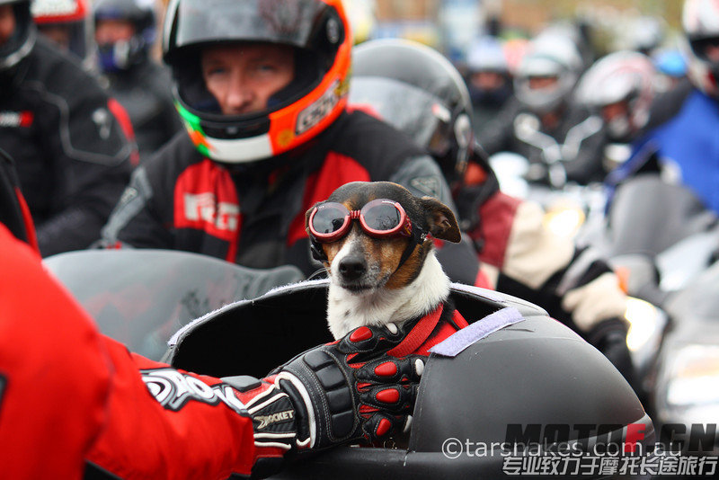 jack in doggles3-L.jpg