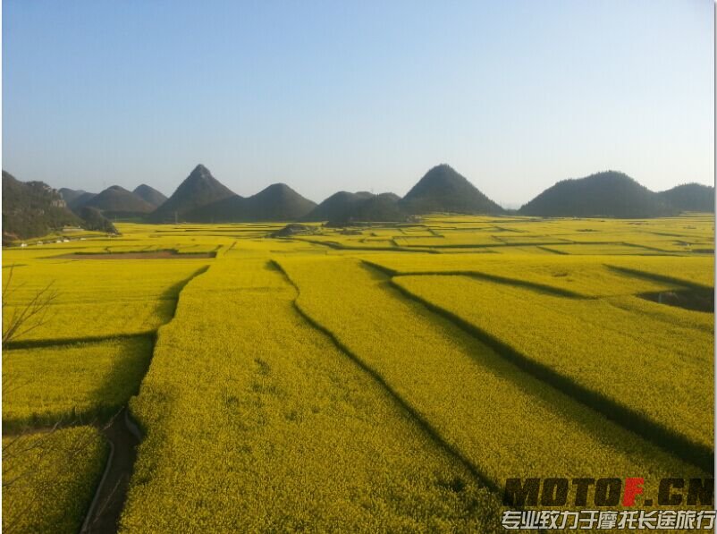 罗平油菜花
