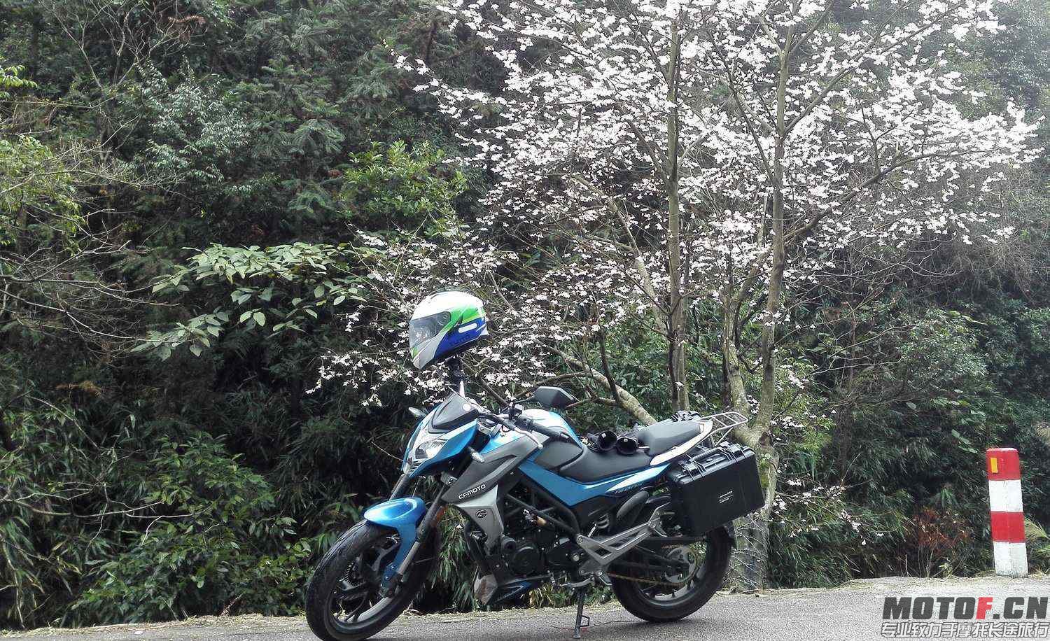 樱花.jpg