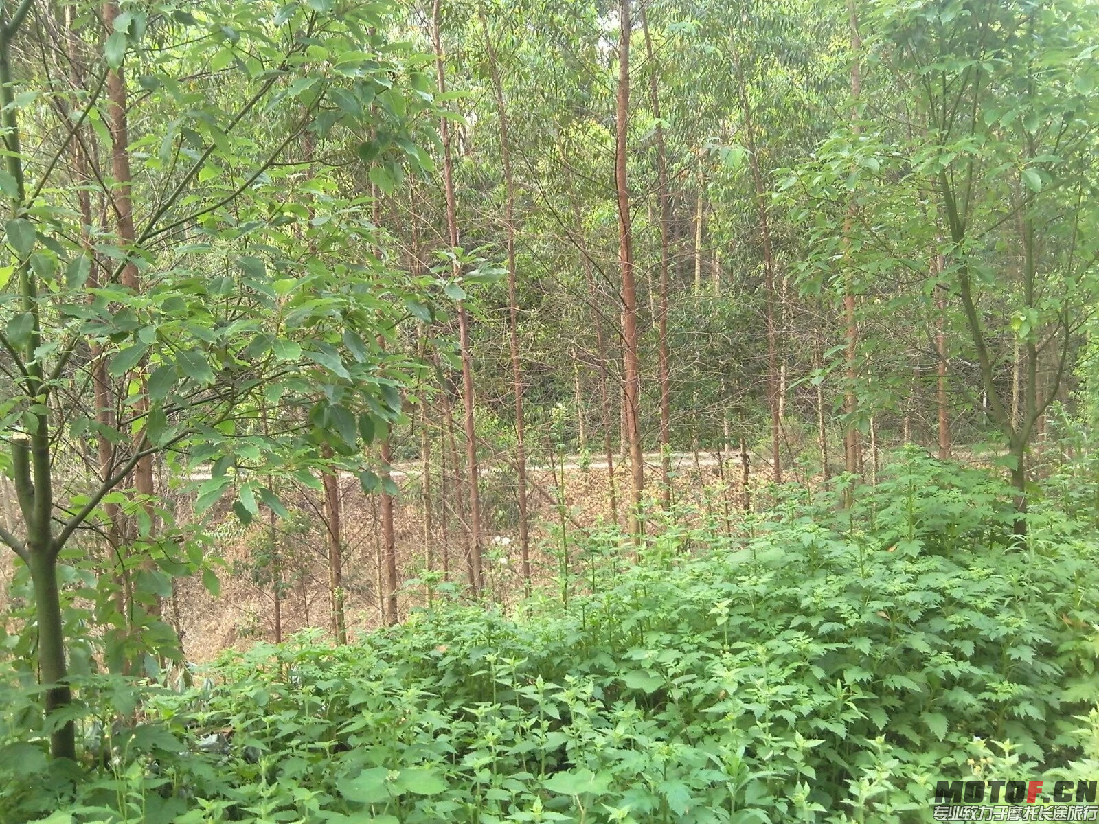 psbCAD50KP3.jpg