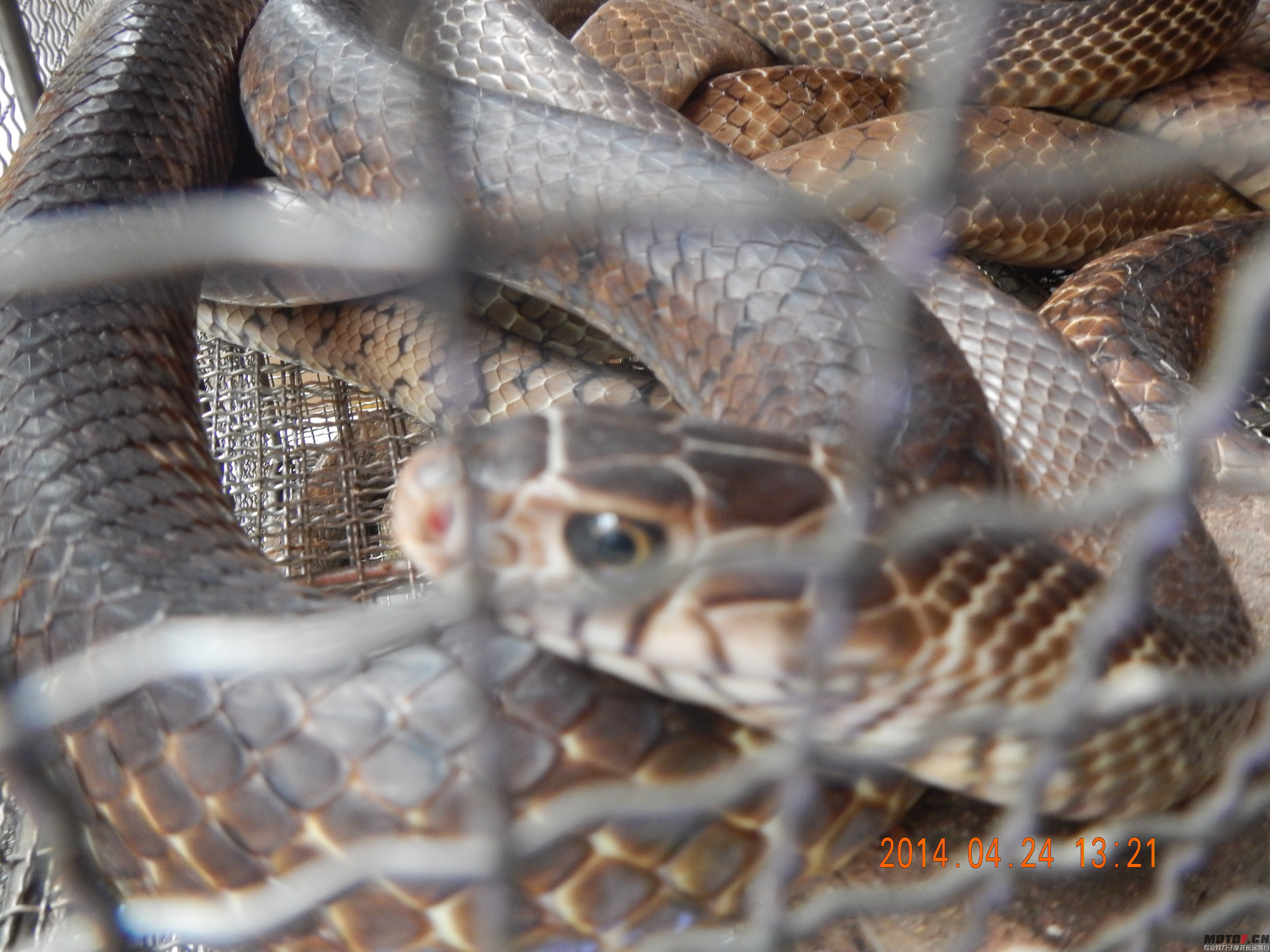 DSCN7896.JPG