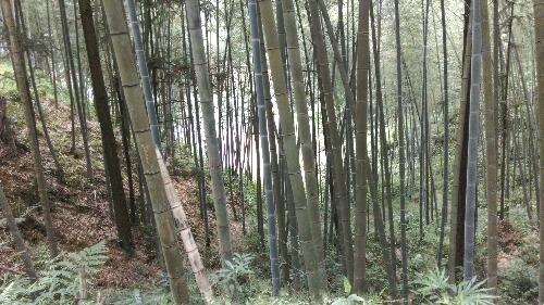 IMAG0009.jpg