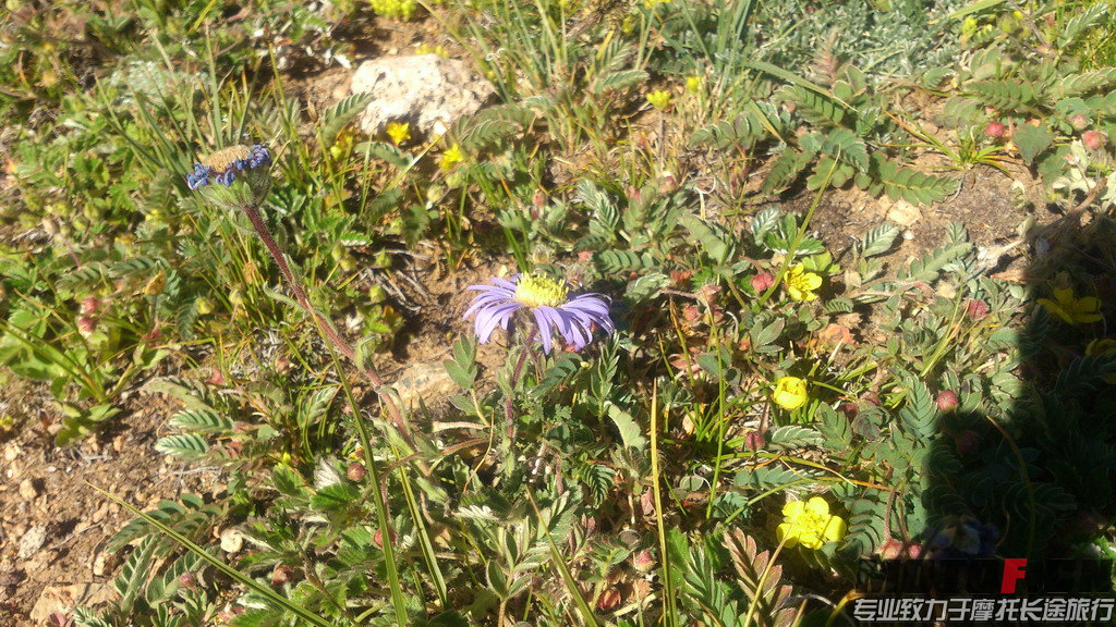 DSC_2004.jpg