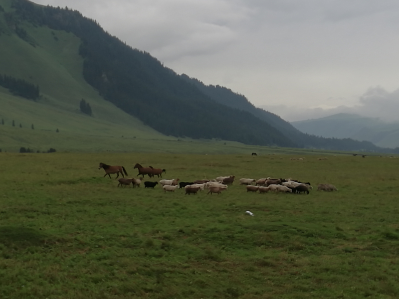 远处的羊群和马匹在自由奔跑