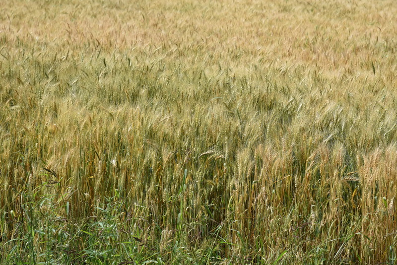 DSC_8638_调整大小.JPG