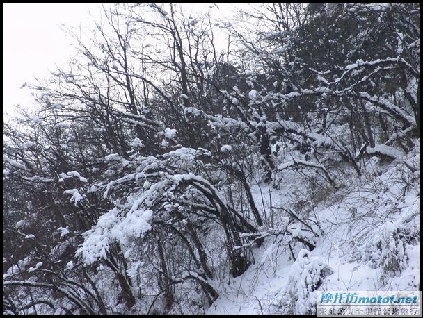 [原创]2005圣诞－西岭雪景