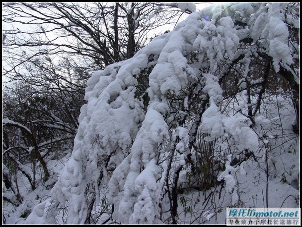 [原创]2005圣诞－西岭雪景