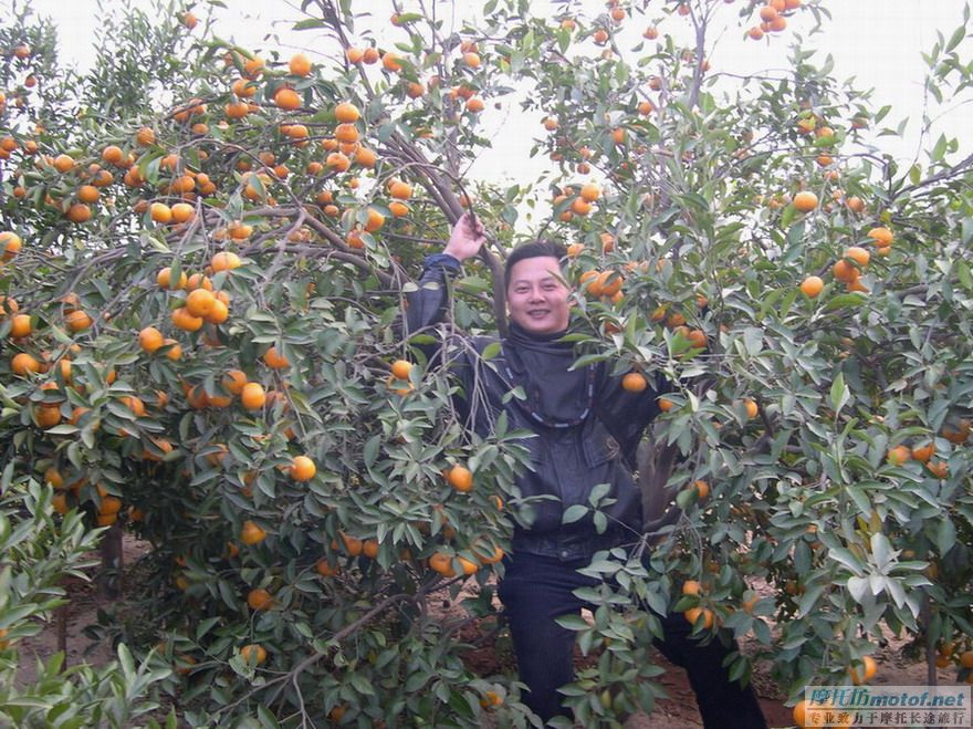齐齐坐，摘果果！