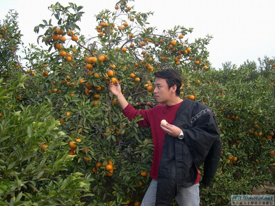 齐齐坐，摘果果！