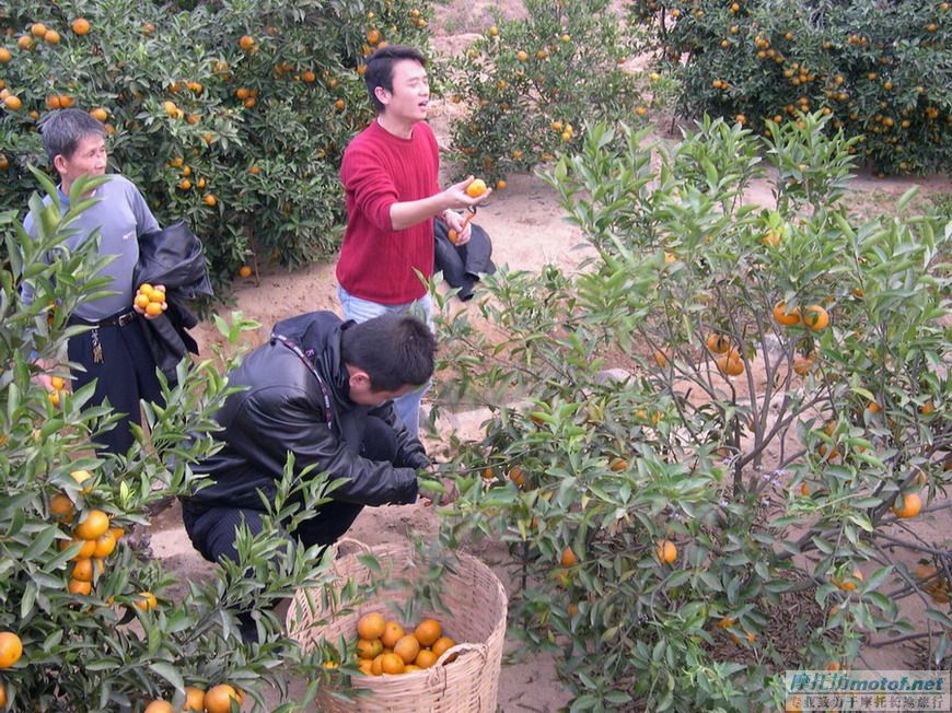 齐齐坐，摘果果！
