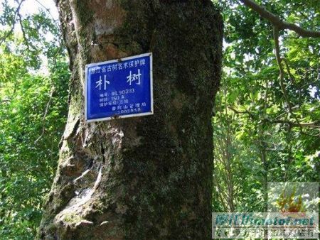 [灌水]朴树全裸写真，真的全裸哦 ！！！