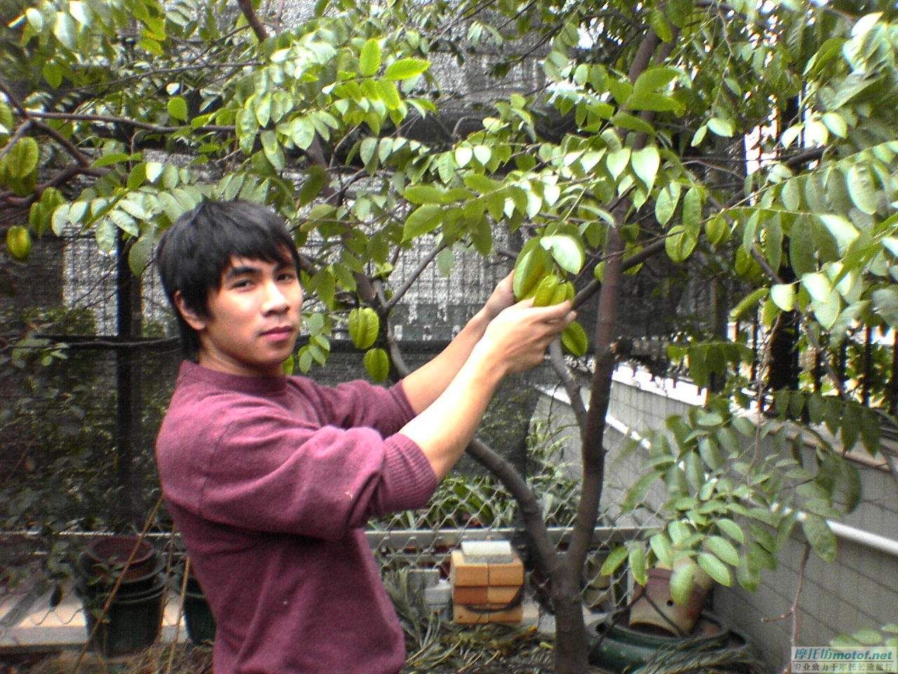 1月5號.江門M2部份會員到江華果園摘楊桃，吃蛇ＦＢ！