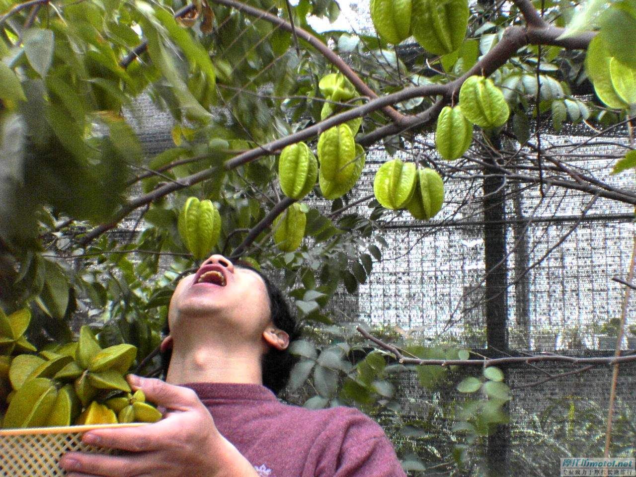 1月5號.江門M2部份會員到江華果園摘楊桃，吃蛇ＦＢ！