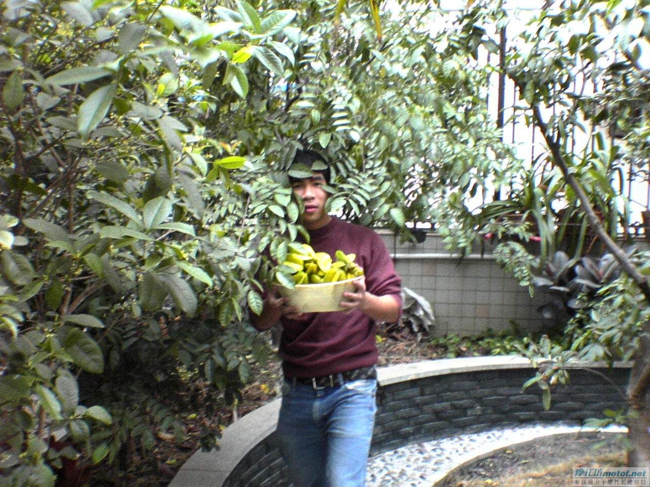 1月5號.江門M2部份會員到江華果園摘楊桃，吃蛇ＦＢ！