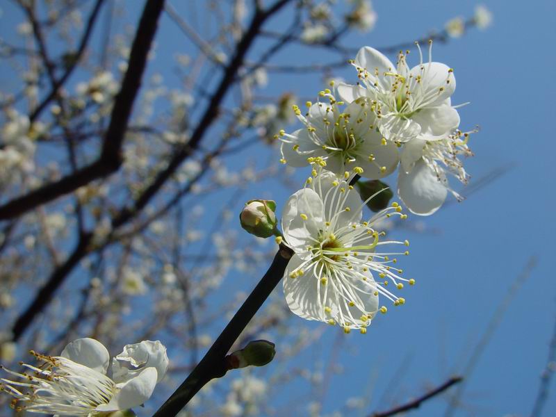 [原创]寻常一样窗前月，才有梅花便不同。