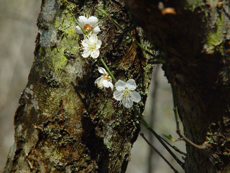 [原创]寻常一样窗前月，才有梅花便不同。