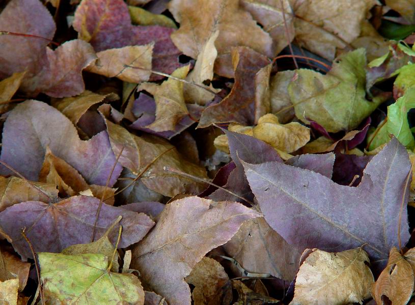 [原创]寻常一样窗前月，才有梅花便不同。