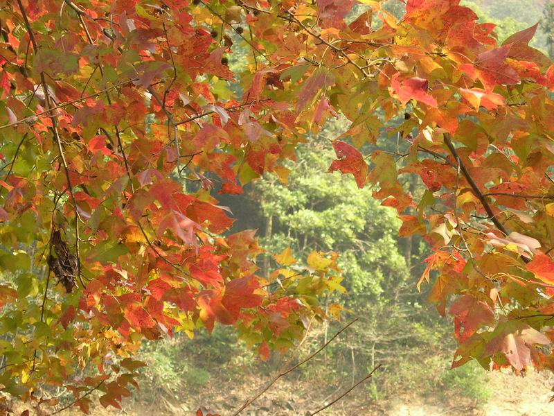 [原创]山照游,水照玩,禁摩只等闲