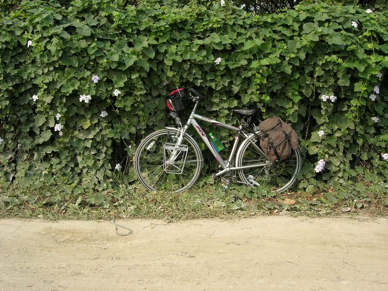 [原创]寻找一个诗意的背景,为单纯的美妙作证